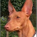 Etnahund