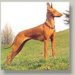 Etnahund