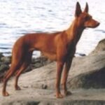 Etnahund