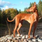 Etnahund