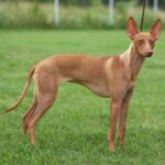 Etnahund