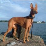 Etnahund