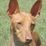 Etnahund