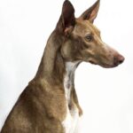 Etnahund