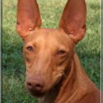 Etnahund