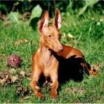 Etnahund