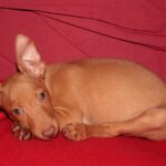 Etnahund
