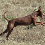Etnahund