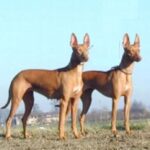 Etnahund