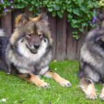 Eurasier