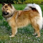 Eurasier