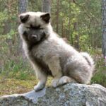 Eurasier