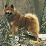 Eurasier