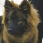 Eurasier