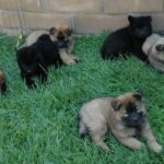 Eurasier