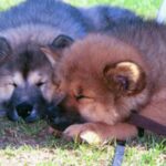 Eurasier
