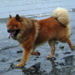 Eurasier