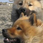 Eurasier
