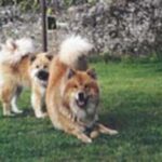 Eurasier