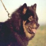 Eurasier