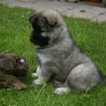 Eurasier