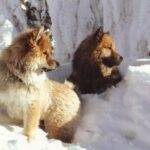 Eurasier