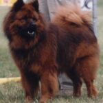Eurasier