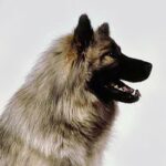 Eurasier
