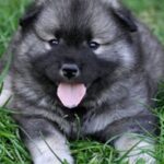 Eurasier