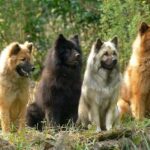 Eurasier