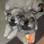 Eurasier