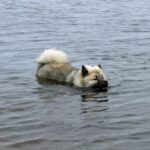 Eurasier