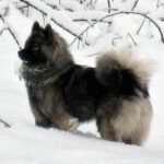 Eurasier