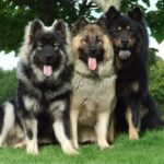 Eurasier
