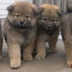 Eurasier