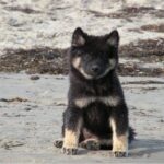 Eurasier