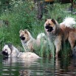 Eurasier