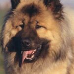 Eurasier