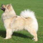 Eurasier