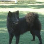 Eurasier