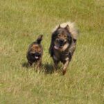 Eurasier