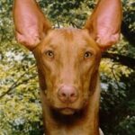 Faraohund