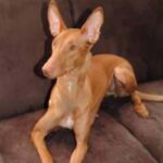 Faraohund