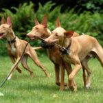 Faraohund