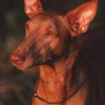 Faraohund