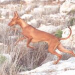 Faraohund