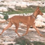 Faraohund