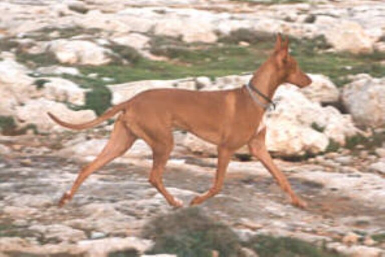 Faraohund