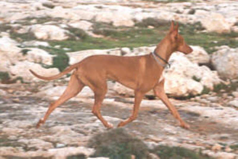Faraohund