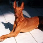 Faraohund
